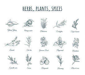 Herbs, plants and spices vector illustration.  - obrazy, fototapety, plakaty