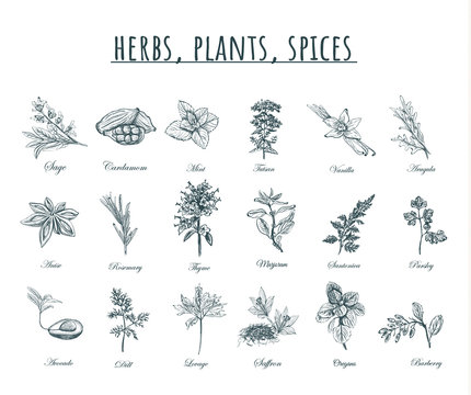 Herbs, plants and spices vector illustration. 