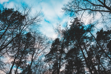 silhouette of trees in winter with colorful sky