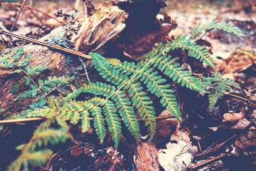 fern leaf in a forest