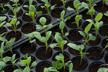 Young plants in nursery plastic tray, Nursery vegetable farm