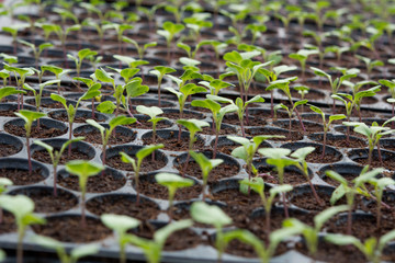 Young plants in nursery plastic tray, Nursery vegetable farm