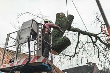 Man in platform putting chopped tree in right direction.