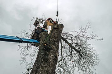 Arborist in platform cutting old oak with chainsaw. - obrazy, fototapety, plakaty
