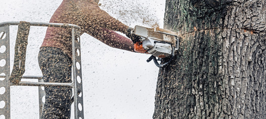 Tree surgeon in platform cutting thick tree trunk with chainsaw. - obrazy, fototapety, plakaty