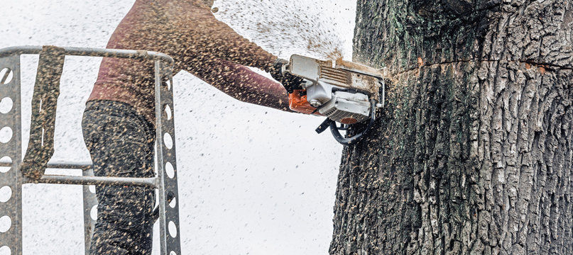 Tree surgeon in platform cutting thick tree trunk with chainsaw.