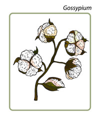 Gossypium (Cotton). Hand drawn botanical vector illustration