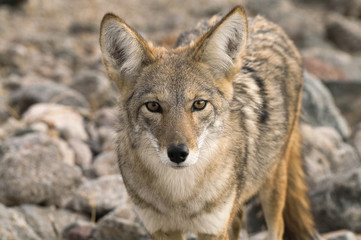 Staring coyote (Canis latrans) photographed in Death Valley, California, United States.