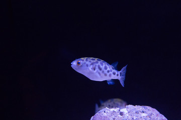 【生物】ミドリフグ