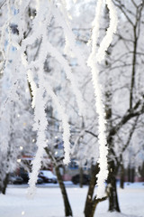 ветки дерева зимой в белом снегу.