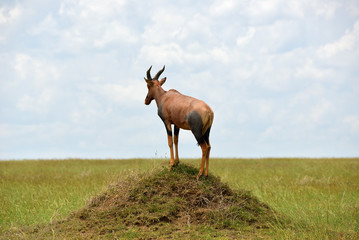Antelope Topi, Tanzania, Africa