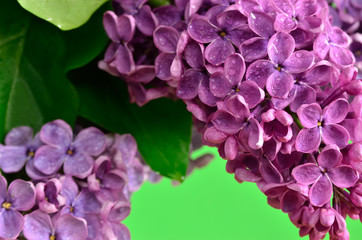 Fototapeta premium Branches of the young, blossoming lilac closeup