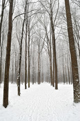 Winter trees covered with snow in the forest .