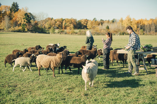 Multi-ethnic male and female farmers with herd of sheep on field
