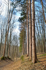 Wide road in spring forest against the background of trees