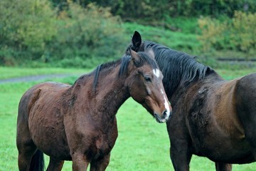 Fototapeta premium Two dark chestnut horses snuggling up on green meadow.