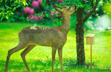 Europäisches Reh (Capreolus capreolus) knabbert in einem Garten von den Blätter eines Apfelbaums,...