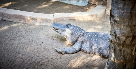 American Alligator / Dangerous animals on a farm in Florida