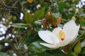 Big white Magnolia flower on a tree. Evergreen tree or shrub of southern countries with large fragrant flowers.