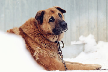 dog