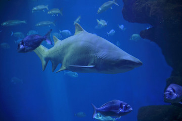 Sandtigerhai von vorne (Carcharias laurus)