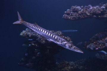 Barracuda Raubfisch, Sphyraena, Tropische Meere