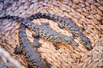 Nile Crocodile babys / Crocodylus niloticus on a Farm in Florida