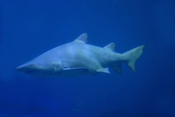 Fototapeta premium Sandtigerhai (Carcharias taurus)