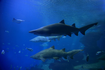 Fototapeta na wymiar Sandtigerhaie (Carcharias taurus), Tropische Meere