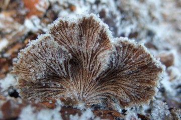 Grzyb oszroniona rozszczepka pospolita schizophyllum commun