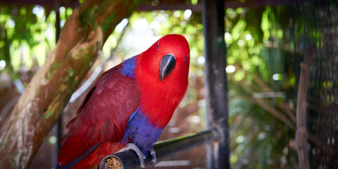 Electus Parrot / Red and blue Eclectus roratus, often seen between New Guinea and Australia