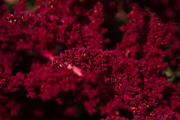 Beautiful vibrant Amaranth plant in full bloom.