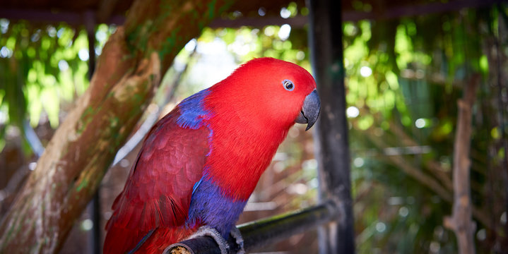 Electus Parrot / Red and blue Eclectus roratus, often seen between New Guinea and Australia