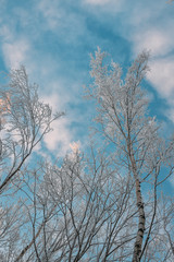 Winter scene - Frosted pine branches.