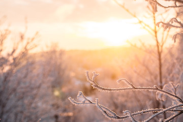 Winter scene - Frosted pine branches.