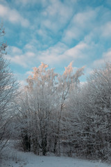 Winter scene - Frosted pine branches.