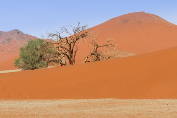 Fototapeta na wymiar Dune with acacia tree in the Namib Desert / Dune with acacia tree in the Namib desert, Namibia, Africa.