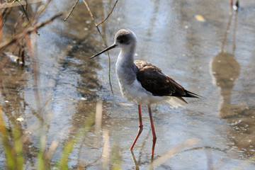 cavaliere d'Italia (Himantopus himantopus)
