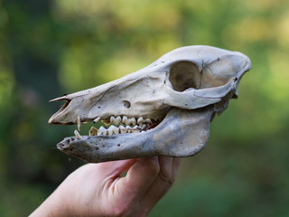 Hand holding skull of deer in forest