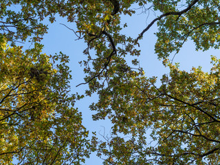 Low angle view into top of oak trees with blue sky