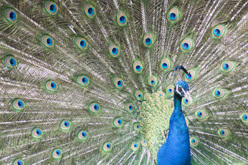 Naklejka premium Pfauen Rad