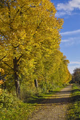 Goldener Herbst im Stadtpark