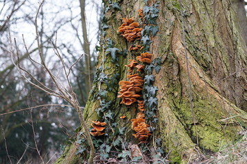 Baumstamm mit Efeu und Baumpilz im Winter