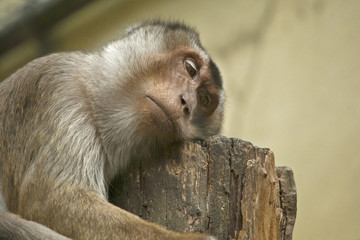 Sleeping southern pig-tailed macaque
