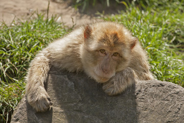 Barbary macaque lying over a rock