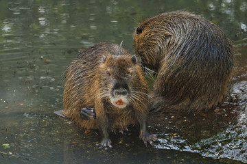 Two coypu's sitting on the edge of the water