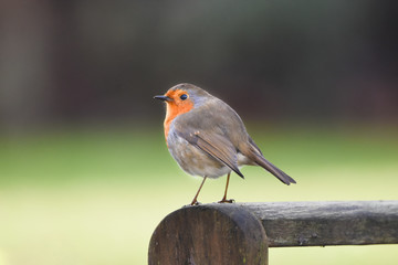 robin in winter