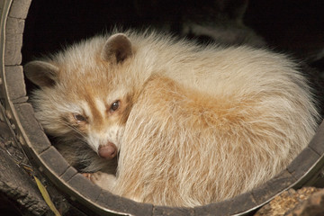 Albino raccoon sleeping