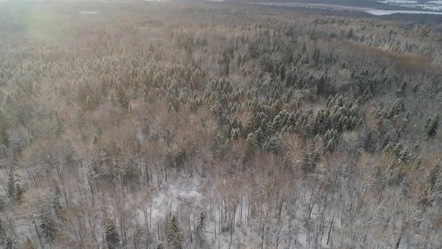 Aerial view: winter forest. Snowy tree branch in a view of the winter forest at sunset. Winter landscape, forest, trees covered with frost, snow. Aerial footage, 4K video.