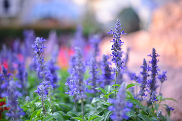 Beautiful flower on earth